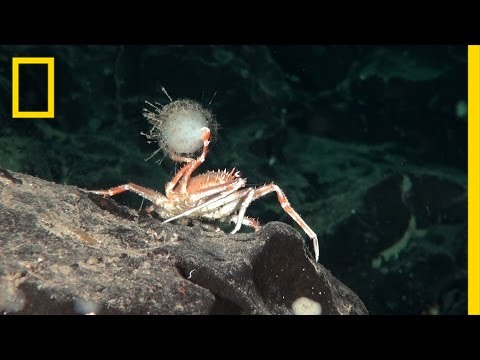 download lagu mp3 mp4 10 Weird Creatures, download lagu 10 Weird Creatures gratis, unduh video klip 10 Weird Creatures