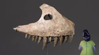 TERRIFYING Dinosaur Teeth!