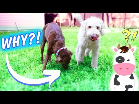 Why Dogs Eat Grass & How to STOP ❌ it! 🐄🌱