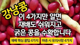 강낭콩 쉽게 기르고 굵게 기르는 4가지 방법 - 파종시 유의사항 4 가지. 재배시 핵심 꿀팁 4가지