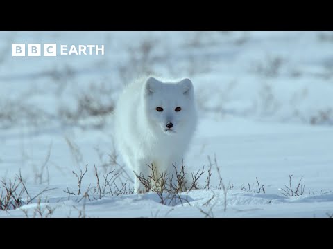Arctic Fox Hunts With Its Ears | Snow Animals | BBC Earth Kids