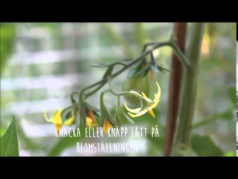 Hur man handpollinerar sina tomater