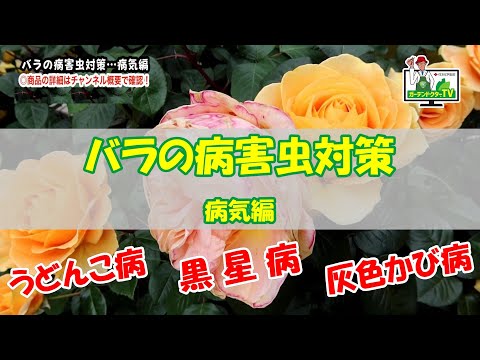 バラの茂みの病気のスプレー葉毎週の頻度早春