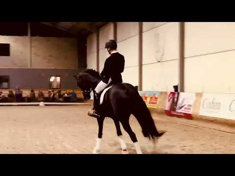 Zonik Plus (Zonik x Hohenstein x Donnerhall) 6 yo stallion