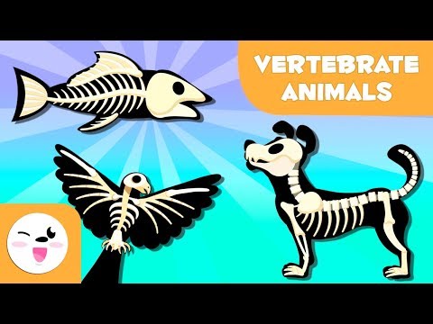 Vertebrate Animals for kids: Mammals, fish, birds, amphibians and reptiles