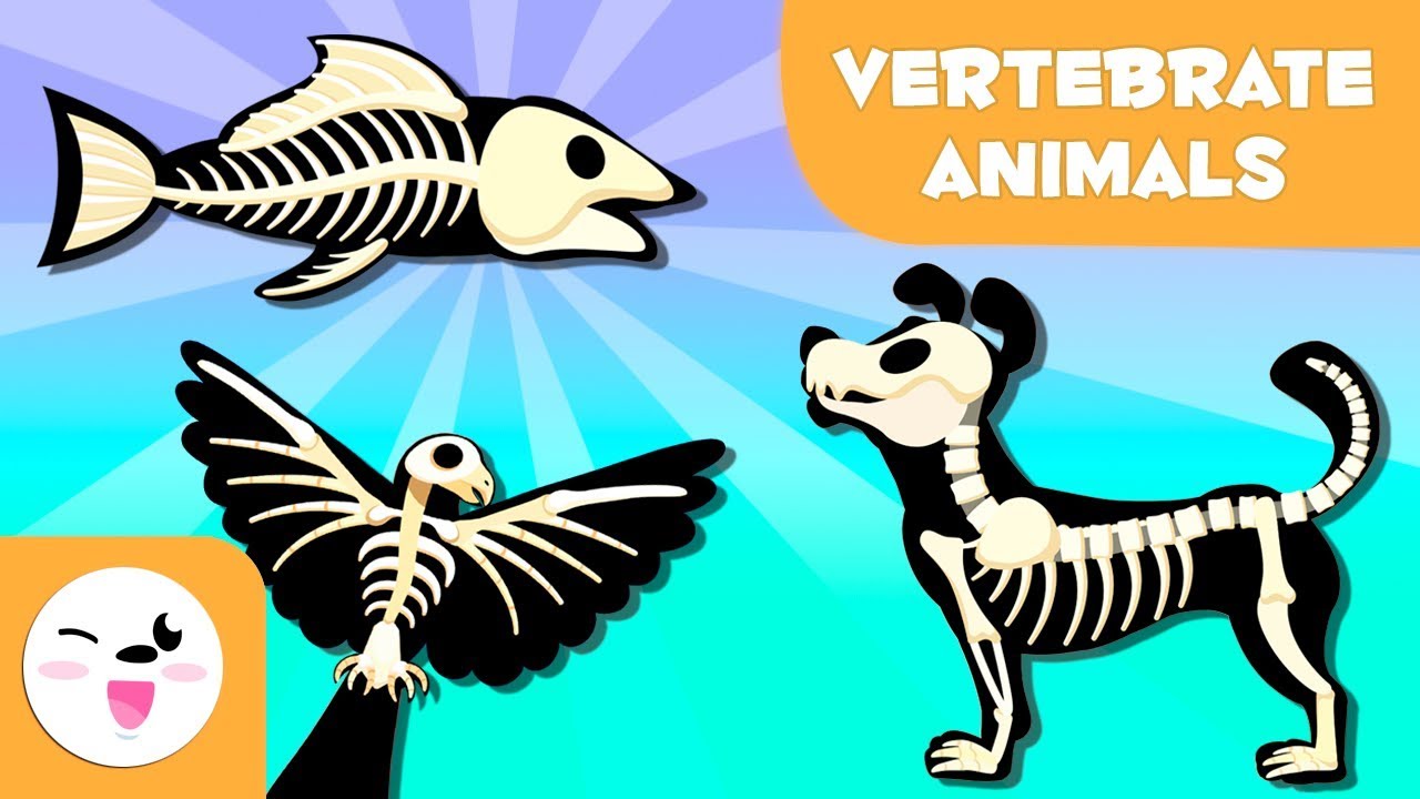 Vertebrate Animals for kids: Mammals, fish, birds, amphibians and reptiles