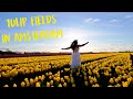 Amsterdam Tulip Fields 2025 Tips On When To Go How To Get There Reconsider Keukenhof