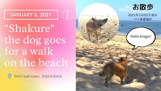シャクレ犬リラさんのお散歩 2021年1月6日午前中① バリ島サヌールビーチ沿い "Shakure" the dog goes for a walk on the beach in BALI.