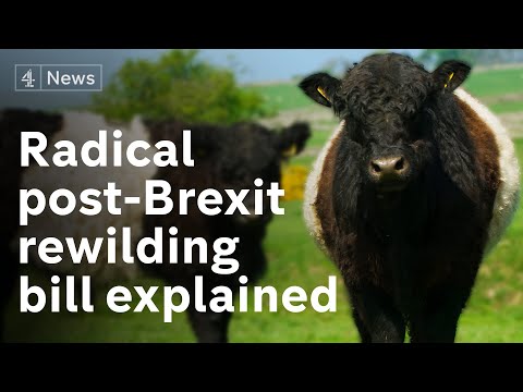 Rewilding Brexit Britain: the radical shake-up of Britain’s farming