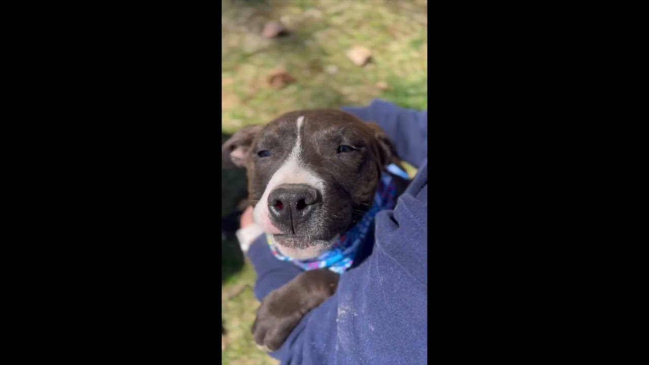 Enlarge Mojo Merry, a Adoptable mixed breed in Woburn, MA video 5/6