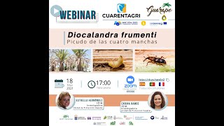 Webinar Diocalandra frumenti