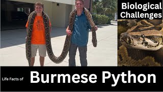 Download the video "Burmese python"
