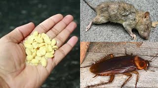 Magic | Two In One Result | How To Get Rid of Mouse, Rats, Cockroach Permanently In a Natural Way |