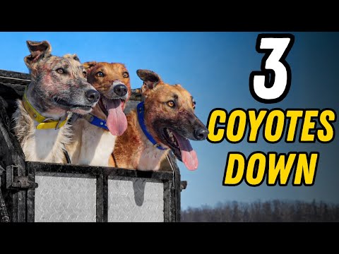 First Coyote Hunt of The Year!!!