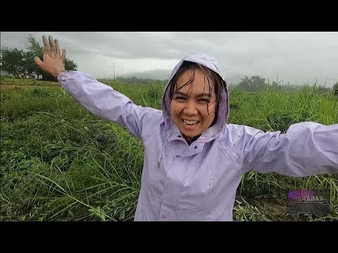 EP283-P1 - Violet Kamote Harvest and Cook | Mrs. Harabas