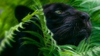 XDERST Remix  Dj kura - LOKI & Mike Cerbello - Fuego