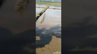 Download lagu suara pikat belibis jitu terbaru mp3