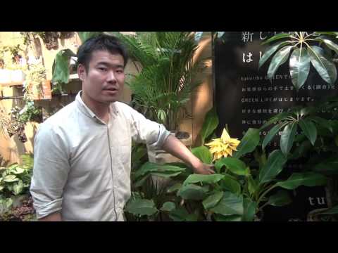 Pseudophilautus ponmudiについて詳しく解説