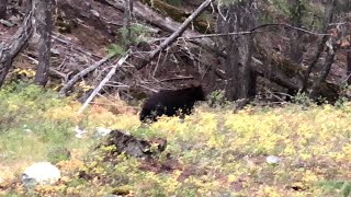 preview picture of video 'The Bear at Bridge Creek Campground'