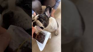 いい加減にして？！ママがおやつを食べてると永遠とついていくフレブル😭