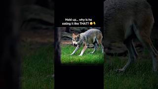 Wolf Eats Meat in Slow Motion