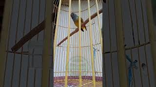 Download lagu Sikatan Kepala Abu Abu Bahan Baru Turun Gunung mp3 Download lagu Sikatan Kepala Abu Abu Bahan Baru Turun Gunung mp3