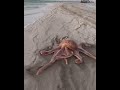 what a speed, octopus, #octopus