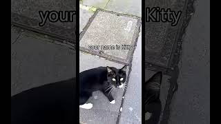 cute cat #cat #cute #cutecat #funny #cats #fyp #youtubeshorts #ytshorts #memes #catvideos #catshorts
