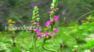 Austral Ladys Tresses Orchids of Uttarakhand