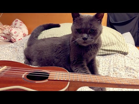 Vondráši, Matouši