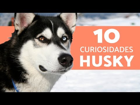 , title : '10 cosas que no sabias del husky siberiano'