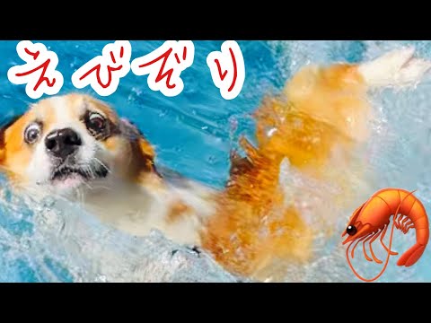 ズーミー:犬の多幸感発作 - 原因と解決策