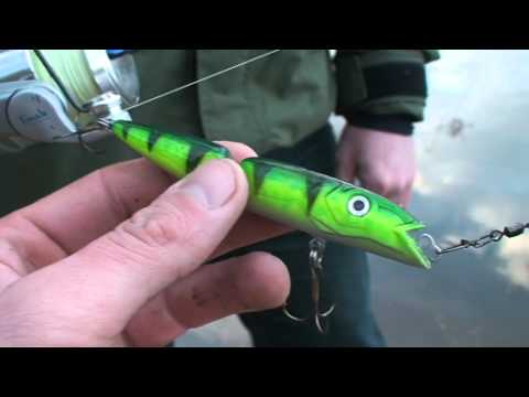 Erfolgreiches Rapfenangeln am Neckar