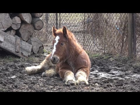 Manzuta Masha - Propr. Mirel de la Tauti, Cluj - 2019