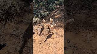 Brad e os franguinhos soltos na roça