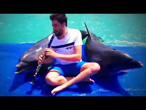 Drôles de dauphins drôles et mignons (full) [funny pets]