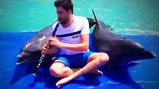 Drôles de dauphins drôles et mignons (full) [funny pets]