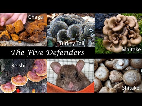 Review: Medicinal Mushrooms that help rats with respiratory disease