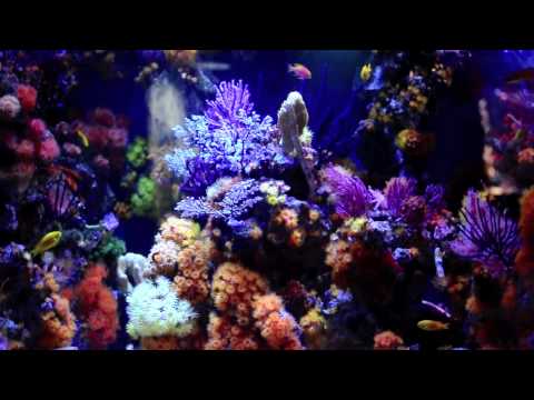 Non-Photosynthetic Reef Tank