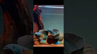 Download lagu CHANNA BARCA | SNAKEHEAD FISH #short #channabarca mp3