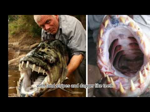 Most Dangerous fish in the World | Eng 2021