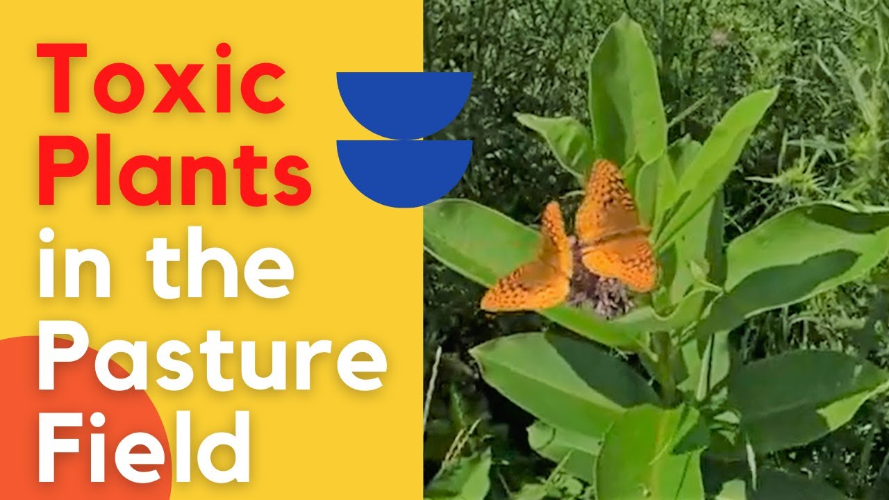 Can cows eat goldenrod? Life Set Go