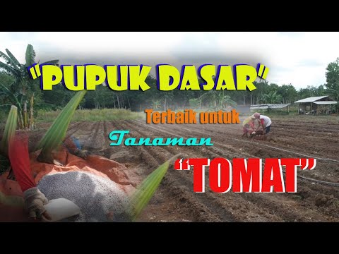 , title : 'BUDIDAYA TOMAT #1 - Tahapan Pemberian Pupuk Dasar Tanaman Tomat'