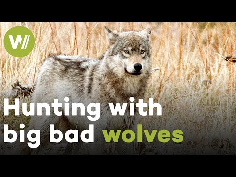 Wolves defend their food from hungry grizzly and hunt down wapitis