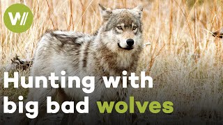 Wolves defend their food from hungry grizzly and hunt down wapitis