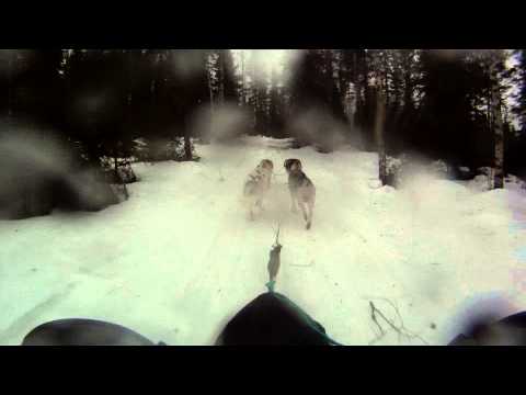 Aarnivalakiat Kiiminki Reposelkä 8.3.2015 päivän nopein veto