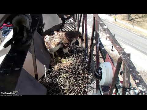 Arthur Delivers Vole To BR For Late Lunch On Cornell Hawks Cam – Mar. 19, 2019