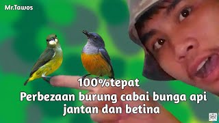 Download lagu cara mengenal burung cabai bunga api jantan dan betina,brug kemade bunga api burung sepah putri api mp3