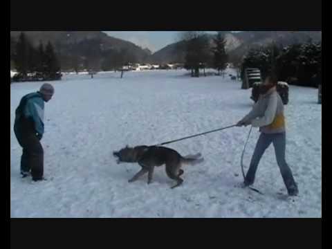 Quan vom Weinbergblick - Schutzdienst 12 Monate