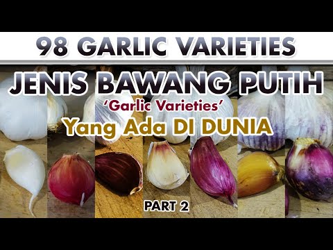 , title : 'BAWANG PUTIH Part 2 | GARLIC VARIETIES | Allium sativum | Plant id | Bumbu'